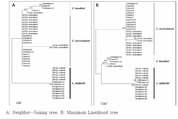 ITS2 및 trnH-psbA 염기서열 조합에 따른 phylogenetic tree