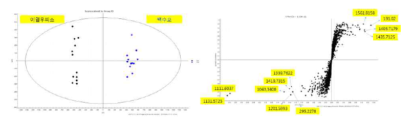 대사체기법을 이용한 백수오(큰조롱) 및 이엽우피소 판별 및 판별마커