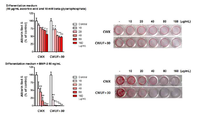 The effect of CWX on osteoblast differentiation.