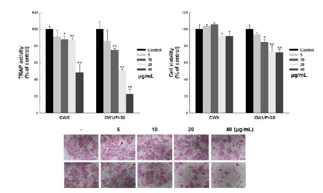 The inhibitory effect of CWX on osteoclast differentiation.