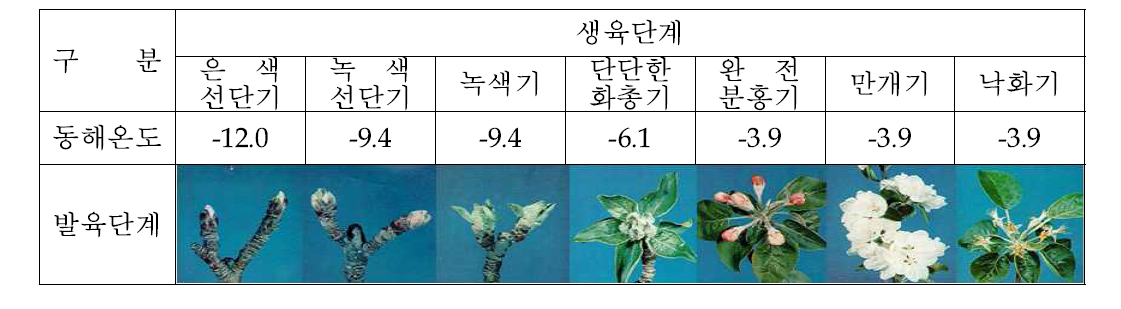 사과 생육초기 생육단계별 꽃눈피해 한계 온도