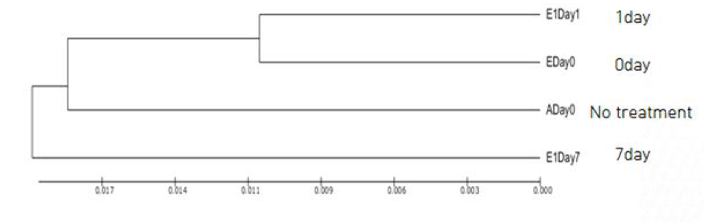 UPGMA dendrogram(멸균 토양)