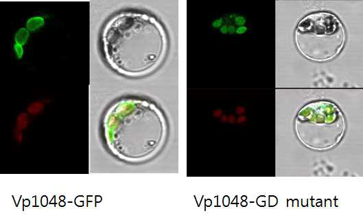 야생형 및 돌연변이형 Vp1048 단백질의 엽록체내 분포 비교