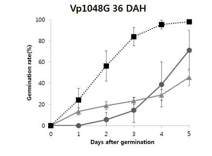 Vp1048 과발현 고품벼의 종자휴면성 증가 (출수후 약 5주)