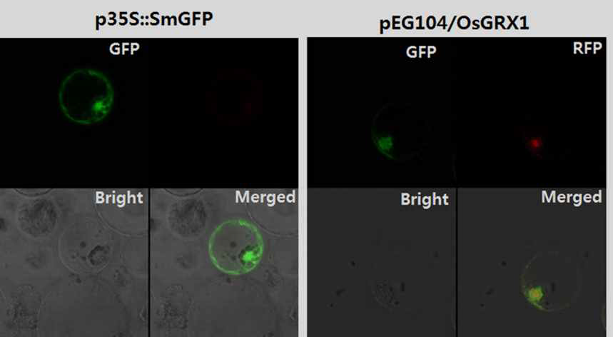 Subcellular localization of pEG104/OsGRX1