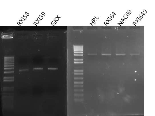 Results of electrophoresis of Bsa1 digestion