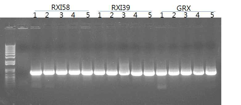 Results of colony PCR