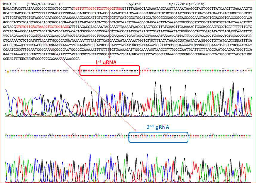 Results of sequencing after 1st and 2nd gRNA insertion into pENTR4-gRNA4
