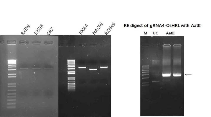 Results of electrophoresis after RE digestion