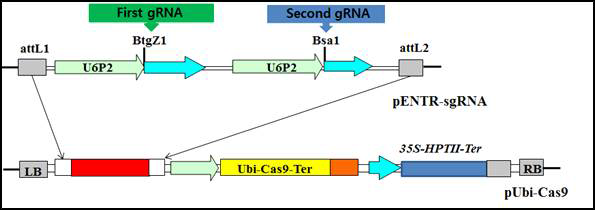 pENTR-gRNA vector와 pBY02Cas9 vector 모식도