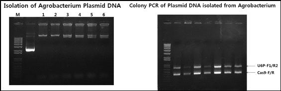 Plasmid DNA 분리 및 colony PCR 결과