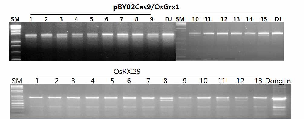 CRISPR/Cas9에 의해 편집된 벼의 PCR amplicon의 T7E1 절단 양상