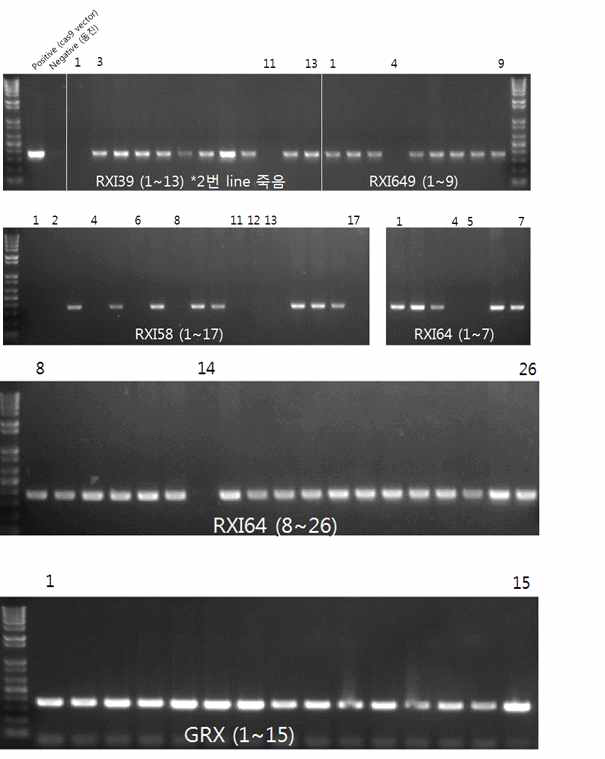 Results of PCR with Cas9-F/R primer