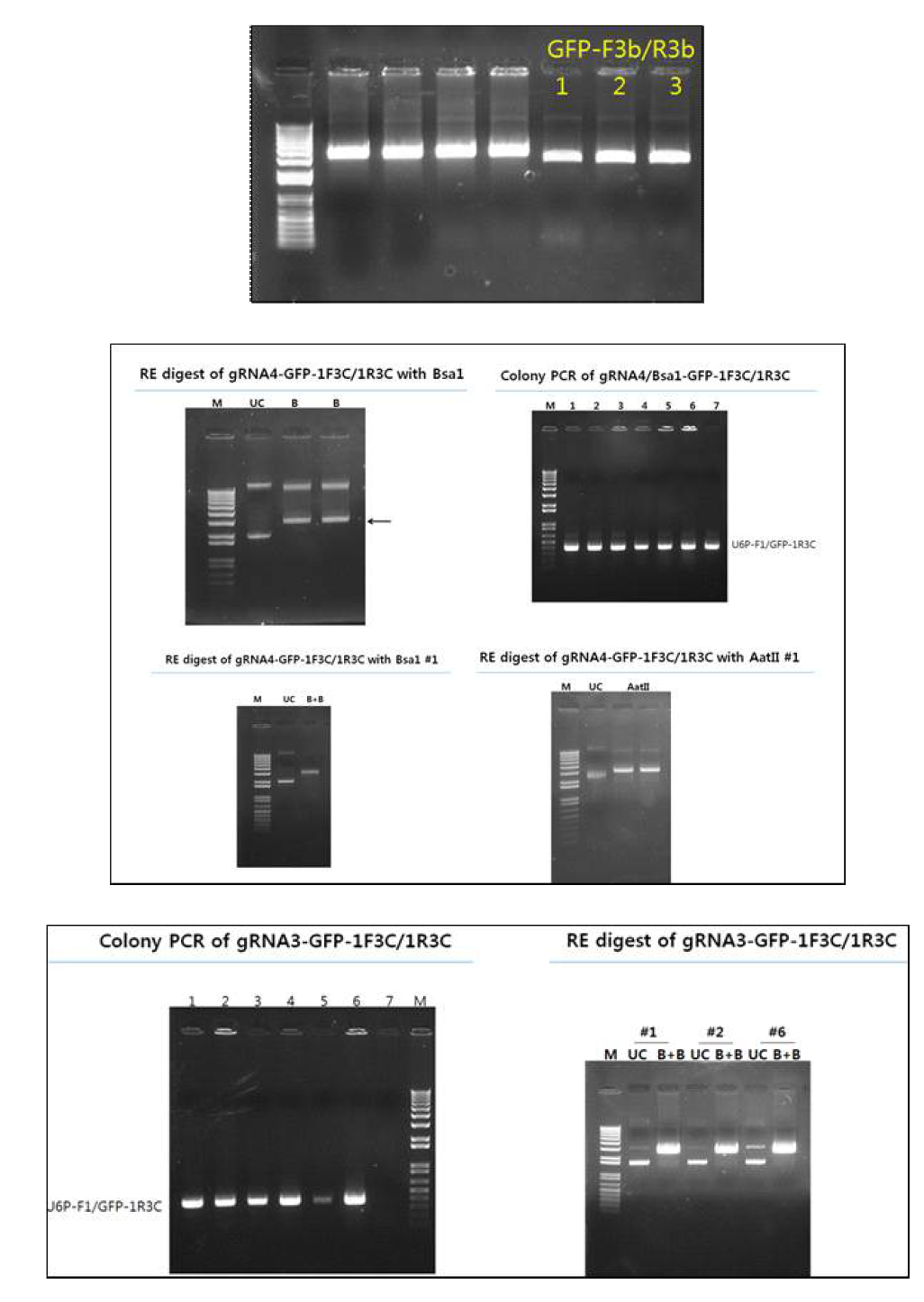 Results of electrophoresis after the insertion