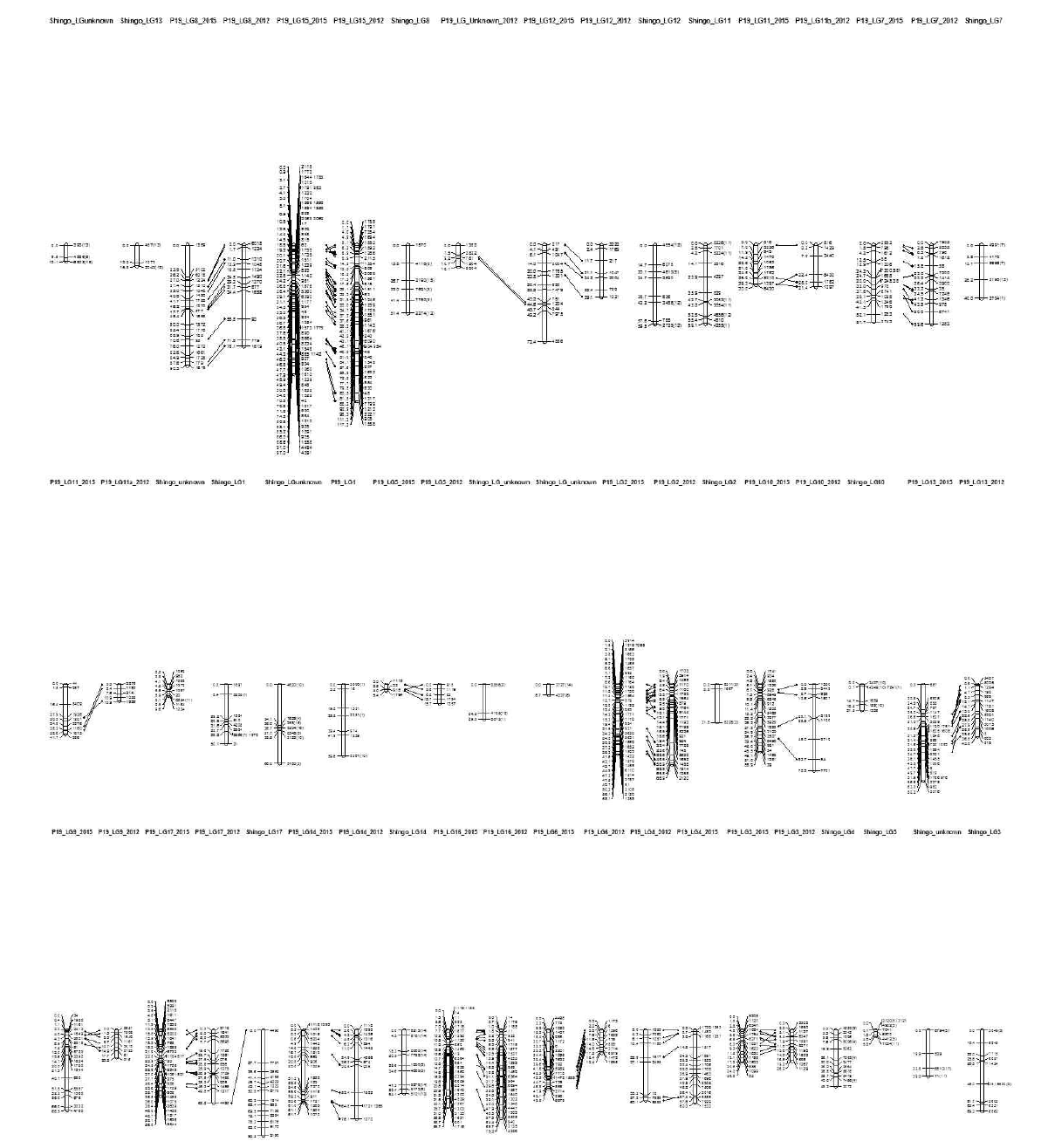P019R045T042 × Shinko 종간교잡집단의 유전자 연관지도