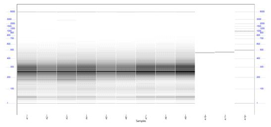 증폭된 library의 fragment analysis 결과