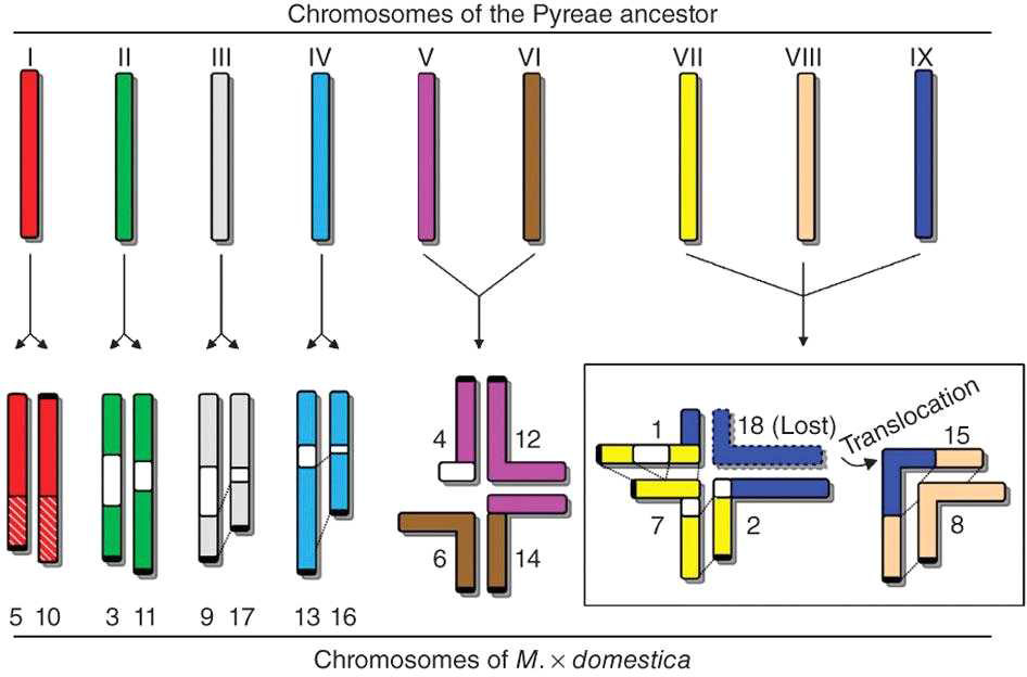 사과의 유전체에서 나타나는 genome duplication chromosome