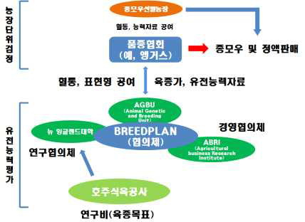 호주의 종모우 선발 체계도