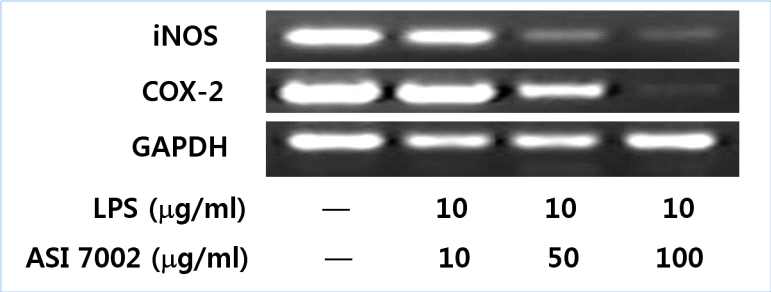 영지 균주 ASI 7002 열수추출물을 처리한 Raw 264.7 cell의 염증 관련 유전자 ( iNOS와 COX-2 의 발현정도 )