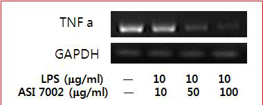 영지 균주 ASI 7002 열수추출물을 처리한 Raw 264.7 cell의 염증 관련 유전자 ( TNF-a의 발현정도 )