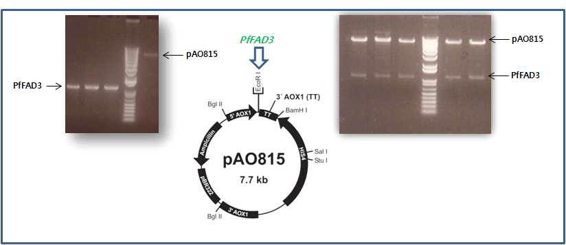 PfD15DES기능 검정을 위한 pAO815-PfFAD3 운반체 제작 및 확인