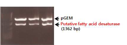 RACE-PCR을 통한 putative fatty acid desaturase 유전자 분리