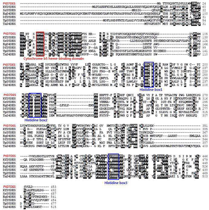 분리된 PtD7DES 유전자의 아미노산서열 상동성 분석
