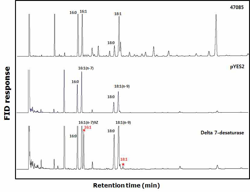 pYES2와 pYES2-PtD7DES 형질전환 효모를 분석한 지방산 가스크로마토그래피