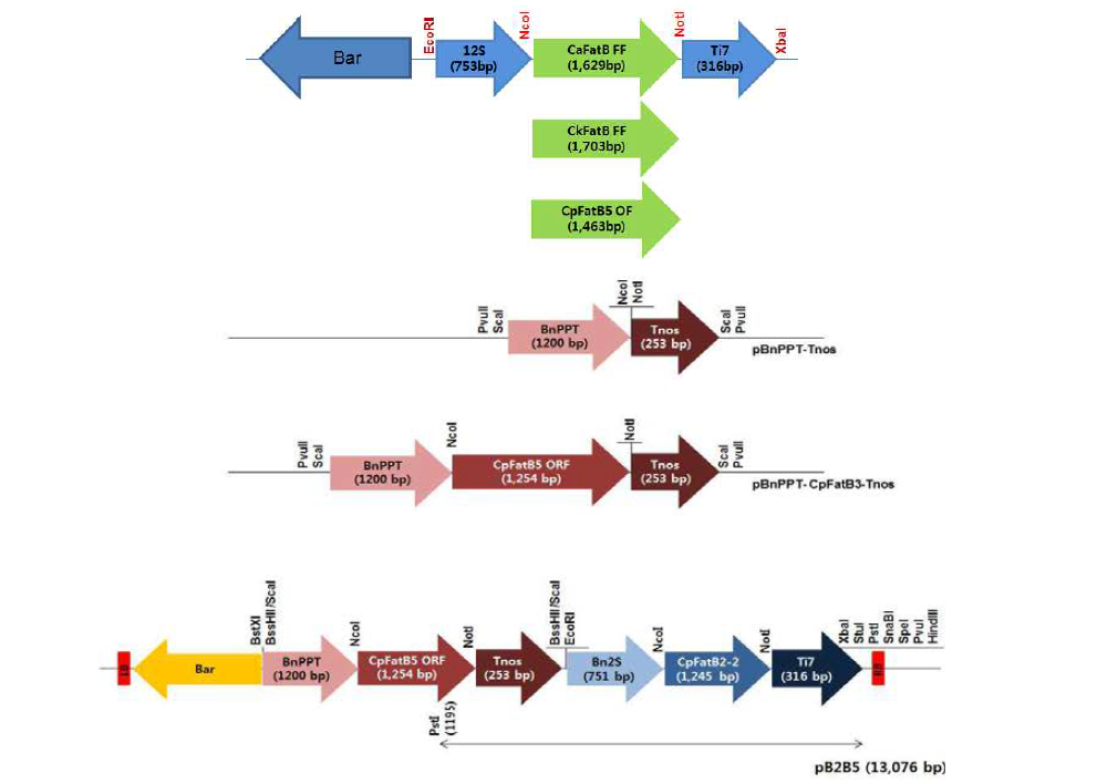 Cuphea 속 유래 4종의 FatB 유전자의 식물형질전환용 운반체제작.
