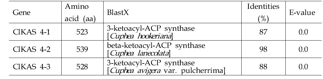 Cuphea landceolata 유래 KAS4 유전자의 유전정보