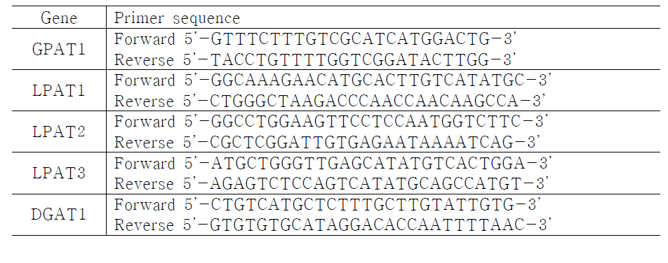 Cuphea lanceolata유래 Acyltransferase 관련유전자분리를위한프라이머염기서열