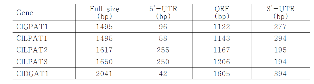 Cuphea lanceolata 유래 Acyltransferase 관련 유전자의 염기서열 구성