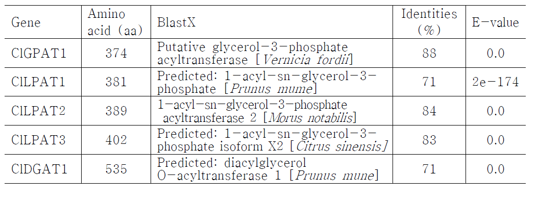 Cuphea lanceolata 유래 Acyltransferase 관련 유전자의 유전정보