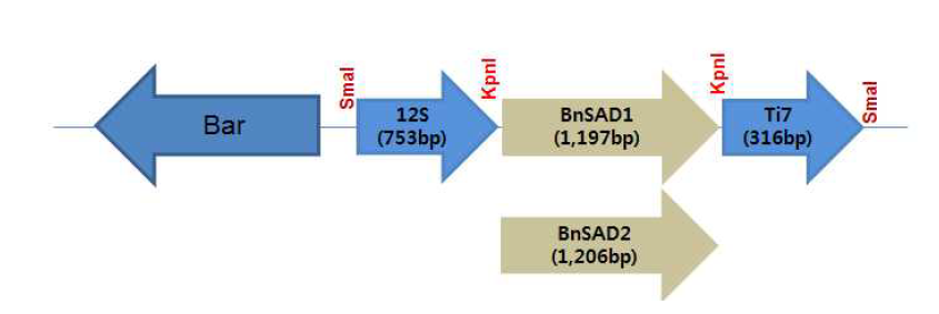 BnSAD1과 BnSAD2 유전자의 식물형질전환용 운반체 제작