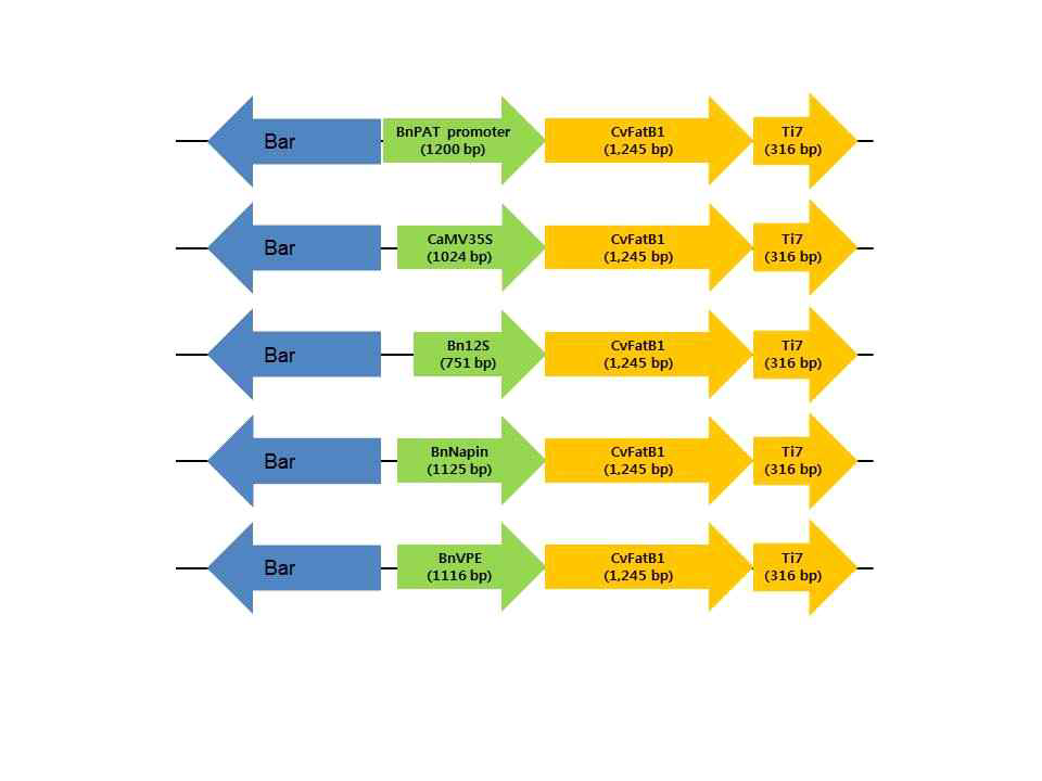 프로모터 기능 분석을 위한 CvFatB1 유전자의 식물형질전환용 운반체 제작