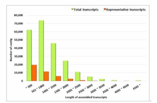 최종 어셈블리된 transcripts의 길이 별 분포도