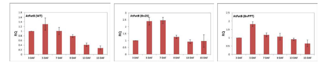 BnPPT 프로모터의 의한 AtFatB 유전자의 발현양상