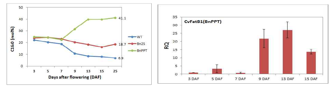 BnPPT 프로모터 및 CvFatB1 유전자에 의한 팔미트산 생합성 및 유전자 발현 양상