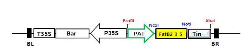 PAT promote로 조절되는 CpFatB2,3,5 유전자 전달체 구성