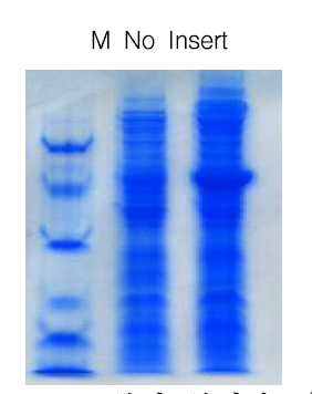 식물체 Cuphea paucipetala로부터 분리된 지방산 생합성 유전자 CpFatB2의 transit peptide를 자른 후 E.coli BL21(DE3) pLys 내 세포질에서의 발현.