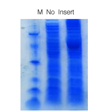 식물체 Cuphea paucipetala로부터 분리된 지방산 생합성 유전자 CpFatB2의 transit peptide를 자른 후 E.coli BL21(DE3) pLys의 periplasm에서의 발현.