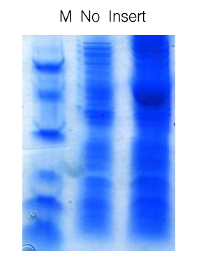 식물체 Cuphea paucipetala로부터 분리된 지방산 생합성 유전자 CpFatB5의 transit peptide를 제거한 후 E.coli BL21(DE3) pLys의 세포질에서 발현시킴.