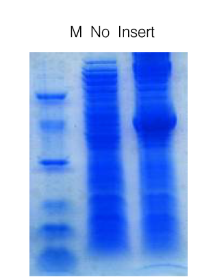 식물체 Cuphea paucipetala로부터 분리된 지방산 생합성 유전자 CpFatB5의 transit peptide를 제거한 후 E.coli BL21(DE3) pLys의 periplasm에서 발현시킴.