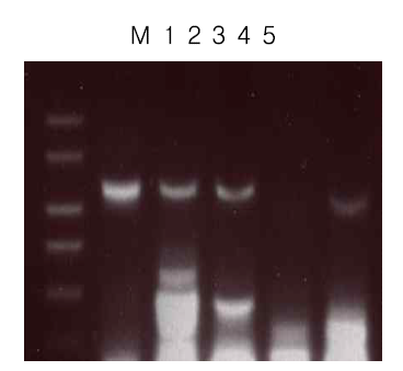 배추 (Brassica rapa pekinensis)의 지방산 생합성 효소에 대한 reverse transcriptase PCR. M, marker