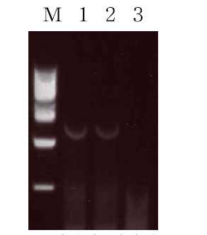 배추(Brassica rapa pekinensis) 지방산 생합성 효소에 대한 reverse transcriptase PCR.