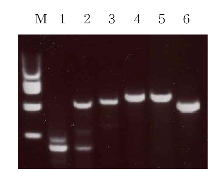 애기장대 (Arabidopsis thaliana) 지방산 생합성 효소에 대한 reverse transcriptase PCR.