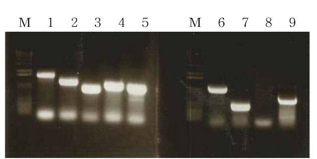 지방 생합성 능력이 우수한 A. oryzae, B. alcalophilus 및 R. opacus 등으로부터 분리된 각종 지방산 생합성 thioesterase 유전자.