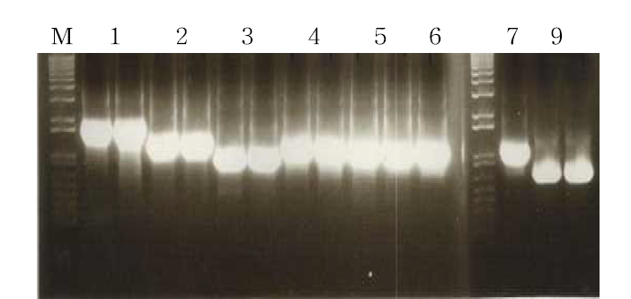 지방 생합성 유전자들의 발현을 위한 adaptive PCR.