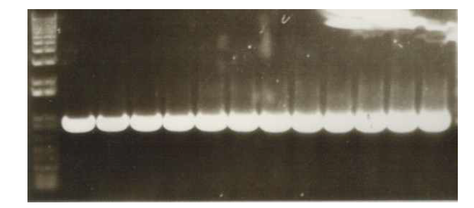 Aspergillus oryzae로부터 분리된 지방 생합성 thioesterase가 삽입된 운반체로부터 분리된 지방 생합성 thioesterase 유전자의 확인.