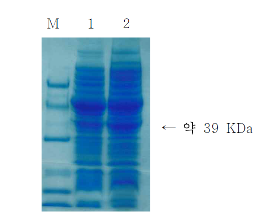 Aspergillus oryzae로부터 분리된 지방생합성 thioesterase 유전자가 형질전 환된 E.coli BL21(DE3)의 삽입 유전자 발현.